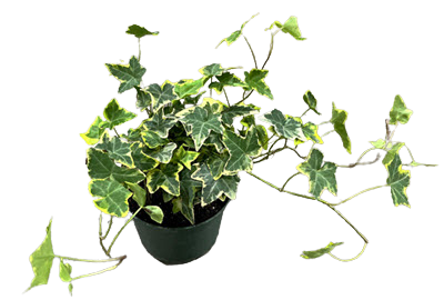 Gold Child Ivy
